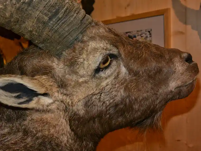 Portrait eines Steinbockgesichts von der Seite