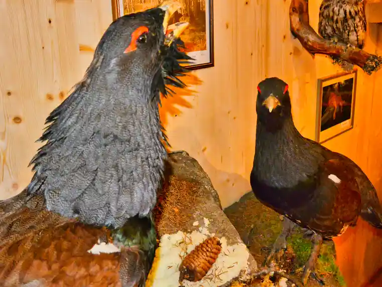 2 Vögel auf Steinmauer